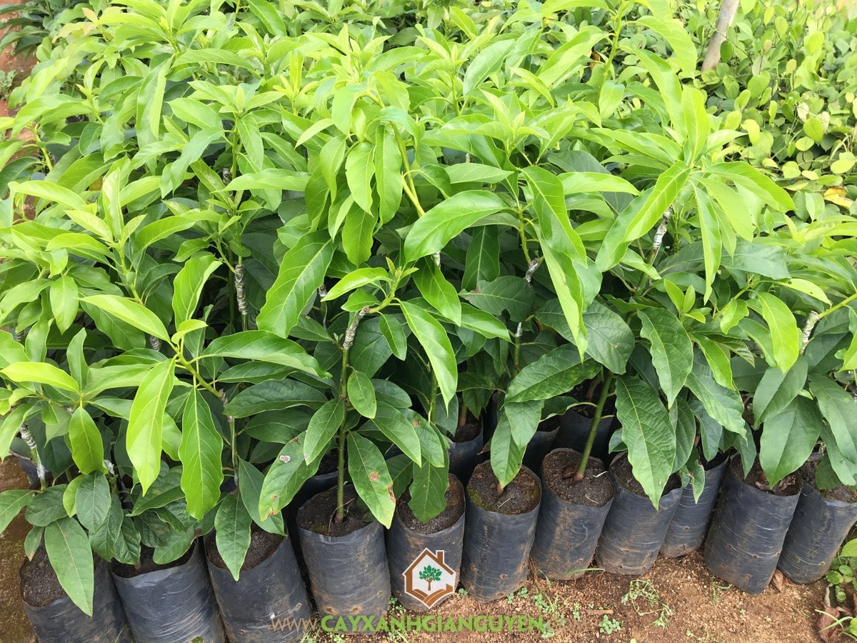 Giống Bơ Booth, Cây Bơ Truyền Thống, Giống Bơ, Công ty Cây Xanh Gia Nguyễn, Cây Giống Bơ Booth