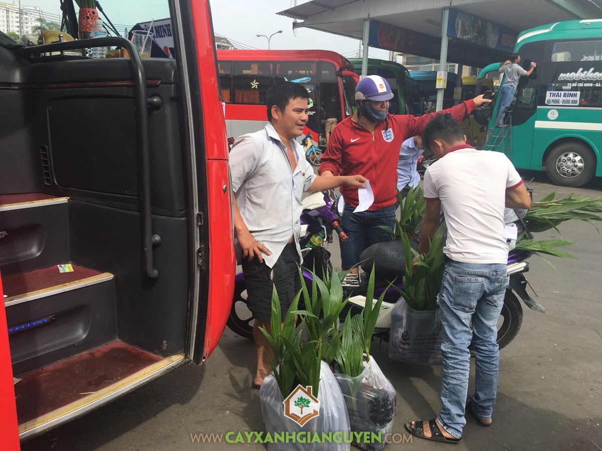 Cây Xanh Gia Nguyễn, Cây Dừa Xiêm Lùn, Giống Cây Dừa Xiêm Lùn, Cây Ăn Trái, Kỹ thuật chăm sóc Cây Dừa Xiêm Lùn