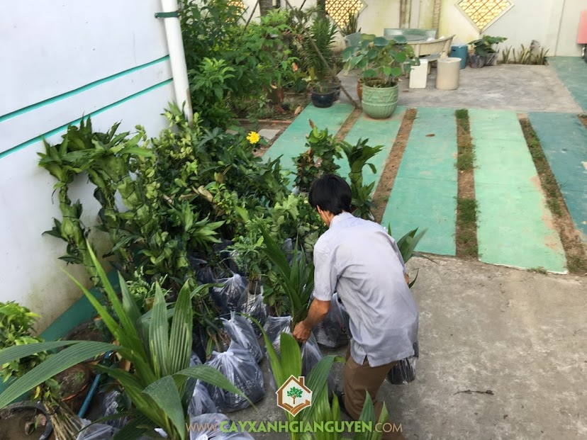 Cây Giống Ăn Trái, Cây Xanh Gia Nguyễn, Kỹ thuật trồng và chăm sóc cây, Trồng Cây Ăn Trái, Cây Vú Sữa Lò Rèn