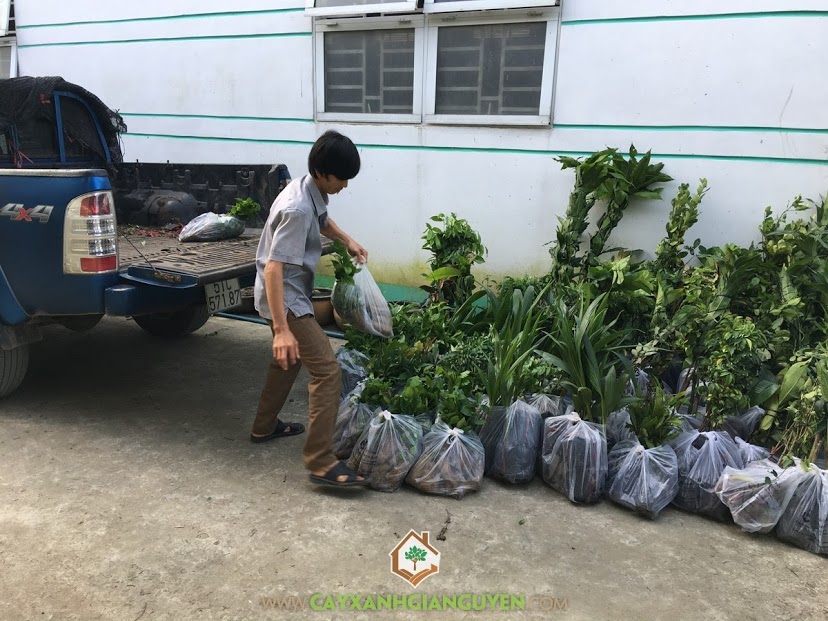 Cây Giống Ăn Trái, Cây Xanh Gia Nguyễn, Kỹ thuật trồng và chăm sóc cây, Trồng Cây Ăn Trái, Cây Vú Sữa Lò Rèn