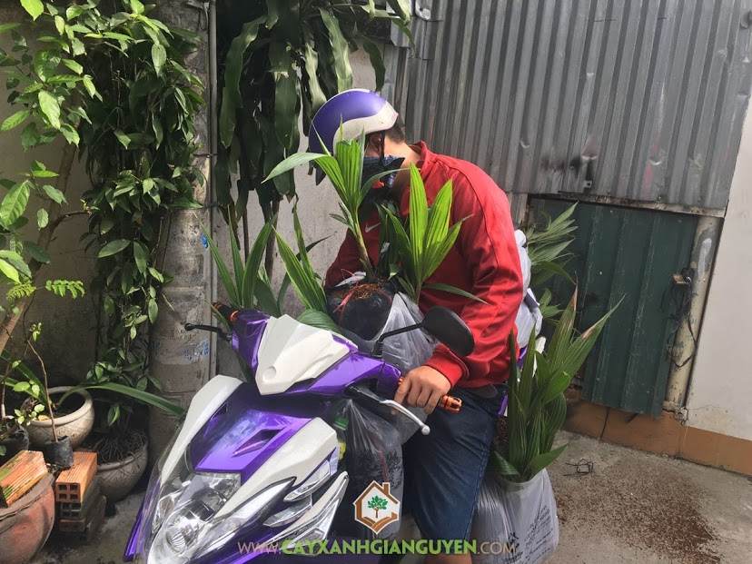 Cây Xanh Gia Nguyễn, Cây Dừa Xiêm Lùn, Giống Cây Dừa Xiêm Lùn, Cây Ăn Trái, Kỹ thuật chăm sóc Cây Dừa Xiêm Lùn