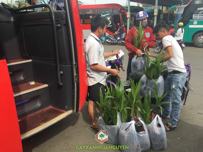 Cây Xanh Gia Nguyễn, Cây Dừa Xiêm Lùn, Giống Cây Dừa Xiêm Lùn, Cây Ăn Trái, Kỹ thuật chăm sóc Cây Dừa Xiêm Lùn