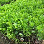 VÌ SAO TRỒNG MÍT THÁI CÓ THỂ LÀM GIÀU