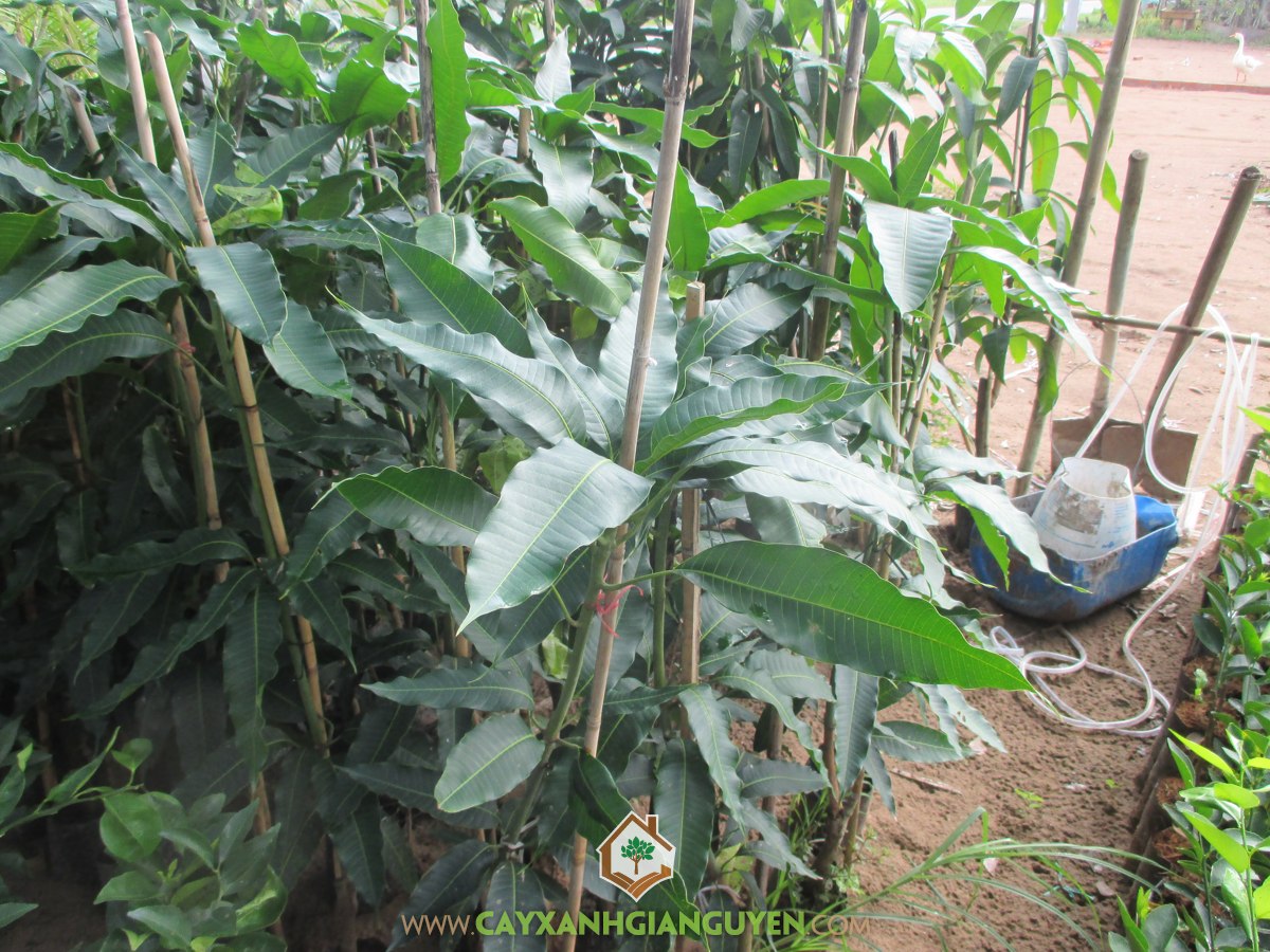 Giống Xoài Cát Hòa Lộc, Xoài Cát Hòa Lộc, Trồng Xoài Cát Hòa Lộc, Cây Xoài Cát Hòa Lộc, Trái Xoài Cát Hòa Lộc