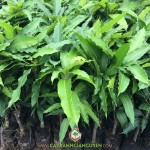 CHĂM SÓC CÂY XOÀI CÁT HÒA LỘC RA TRÁI NGHỊCH MÙA