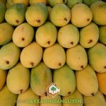 CÁCH NHẬN BIẾT XOÀI CÁT HÒA LỘC VỚI NHỮNG GIỐNG XOÀI KHÁC