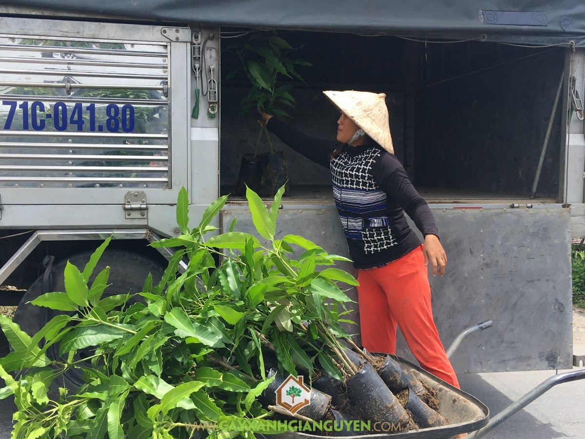 Giống Xoài Cát Hòa Lộc, Lá Cây Xoài, Vườn ươm Cây Xanh Gia Nguyễn, Giống Cây Xoài, Xoài Cát Hòa Lộc