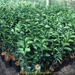KỸ THUẬT TRỒNG CÂY CAM XOÀN
