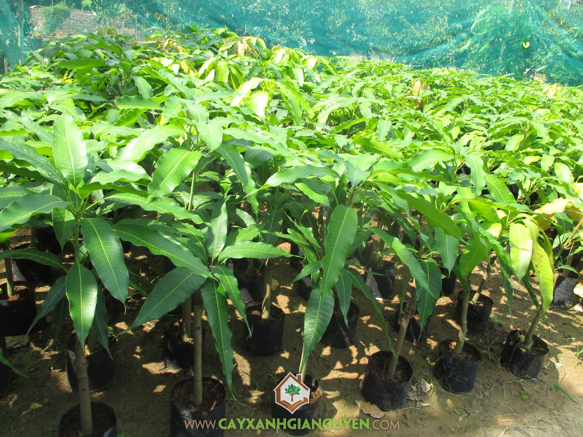 Giống Xoài Cát Hòa Lộc, Xoài Cát Hòa Lộc, Trồng Xoài Cát Hòa Lộc, Cây Xoài Cát Hòa Lộc, Trái Xoài Cát Hòa Lộc