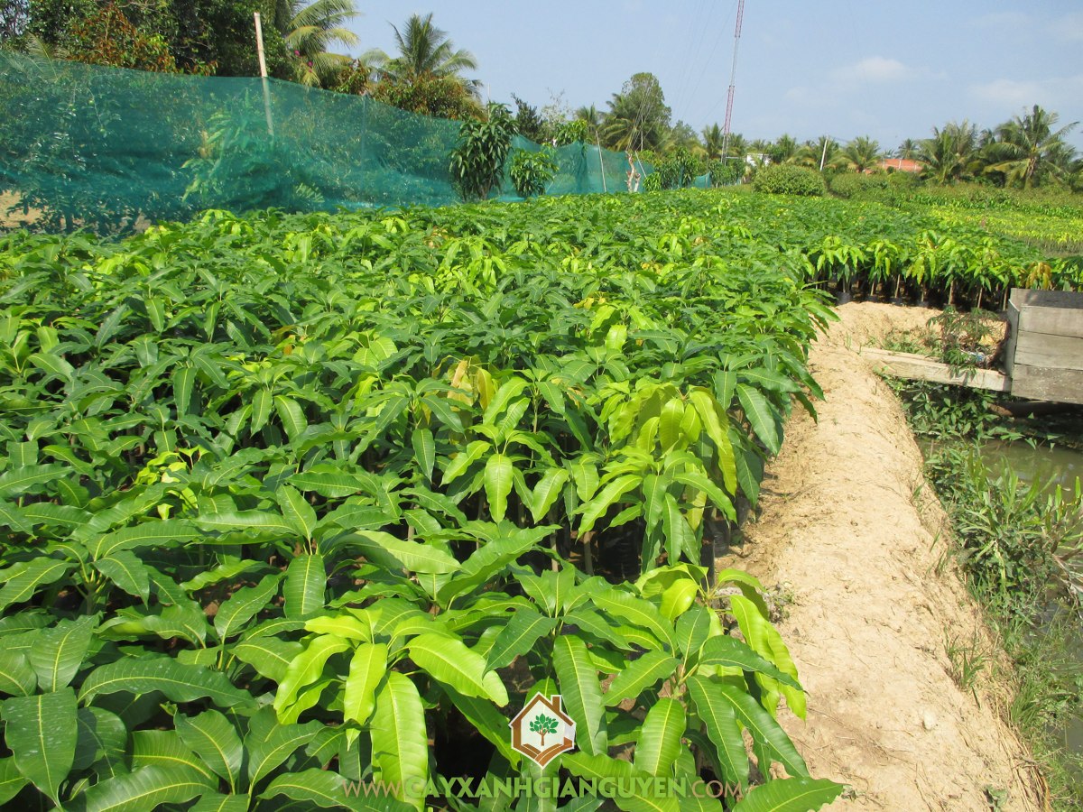 Giống Xoài Cát Hòa Lộc, Xoài Cát Hòa Lộc, Trồng Xoài Cát Hòa Lộc, Cây Xoài Cát Hòa Lộc, Trái Xoài Cát Hòa Lộc