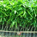 LƯU Ý KHI MUA CÂY GIỐNG XOÀI CÁT HÒA LỘC