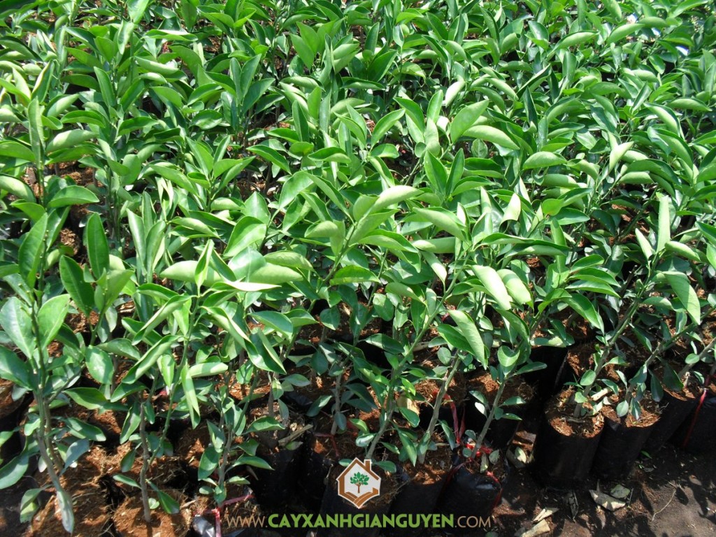 Trồng cây cam xoàn, Cây cam xoàn, Cách trồng cây cam xoàn, Cây giống, Giống cây ăn trái