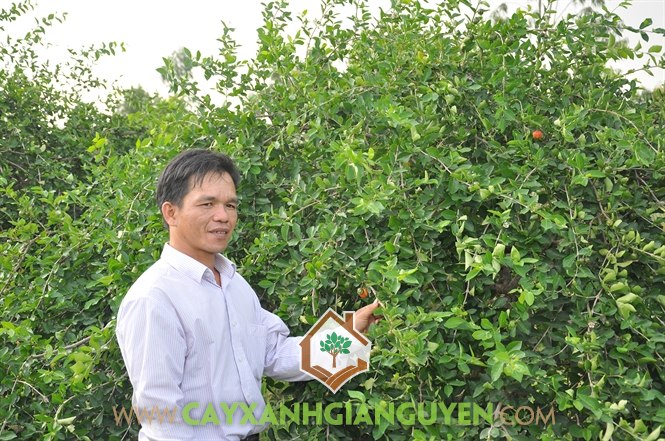 Cây Sơ Ri, Trái Sơ Ri, Quả Sơ Ri, Cây Ăn Quả, Sơ Ri