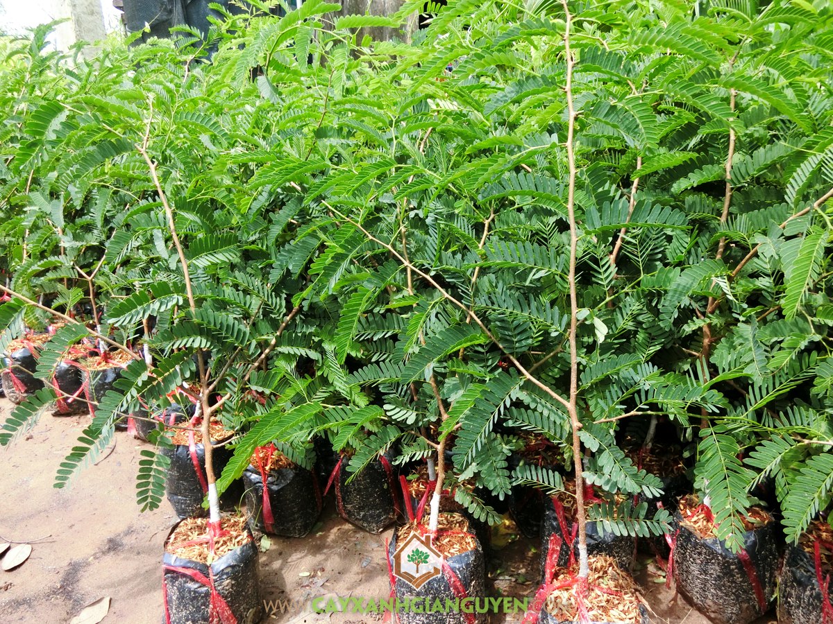 Cây Me Thái, Cây Me Thái Giống, Vườn ươm Cây Xanh Gia Nguyễn, Giống Me Thái Ghép, Mua Cây Giống
