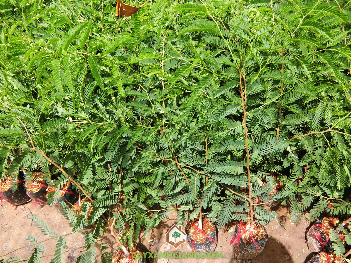 Cây Me Thái, Cây Me Thái Giống, Vườn ươm Cây Xanh Gia Nguyễn, Giống Me Thái Ghép, Mua Cây Giống