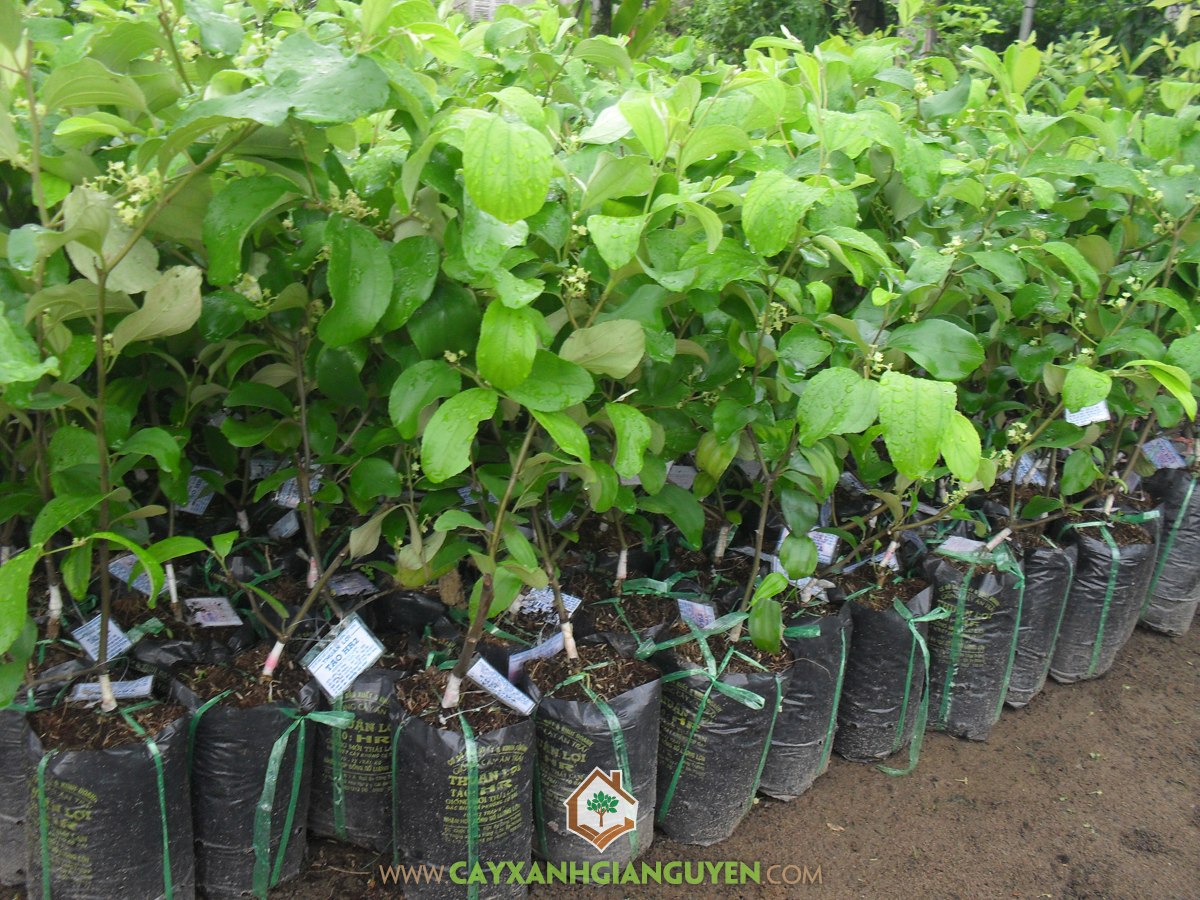 Cây Giống Táo Thái Lan, Giống Táo, Cây Táo Giống, Mua Cây Giống Táo Thái, Trồng Giống Táo Thái Lan