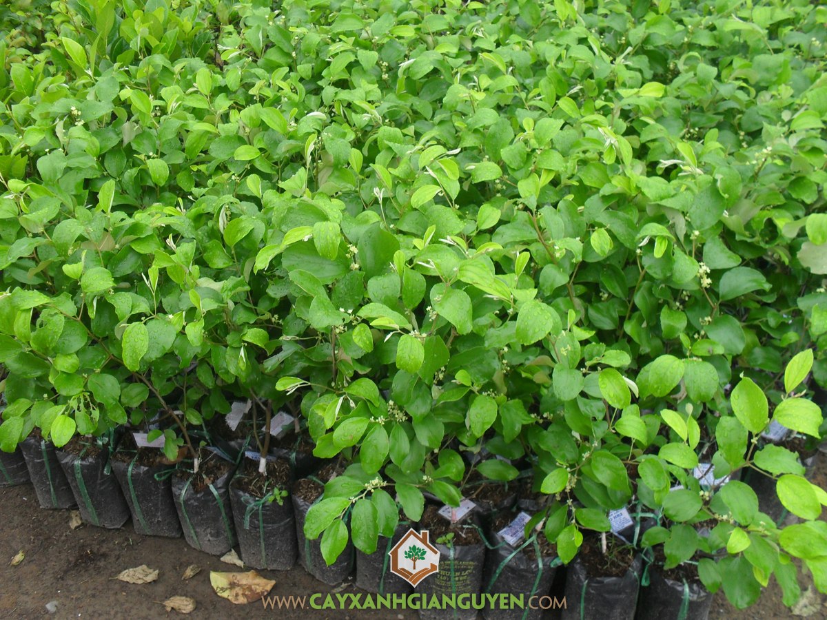 Cây Giống Táo Thái Lan, Giống Táo, Cây Táo Giống, Mua Cây Giống Táo Thái, Trồng Giống Táo Thái Lan