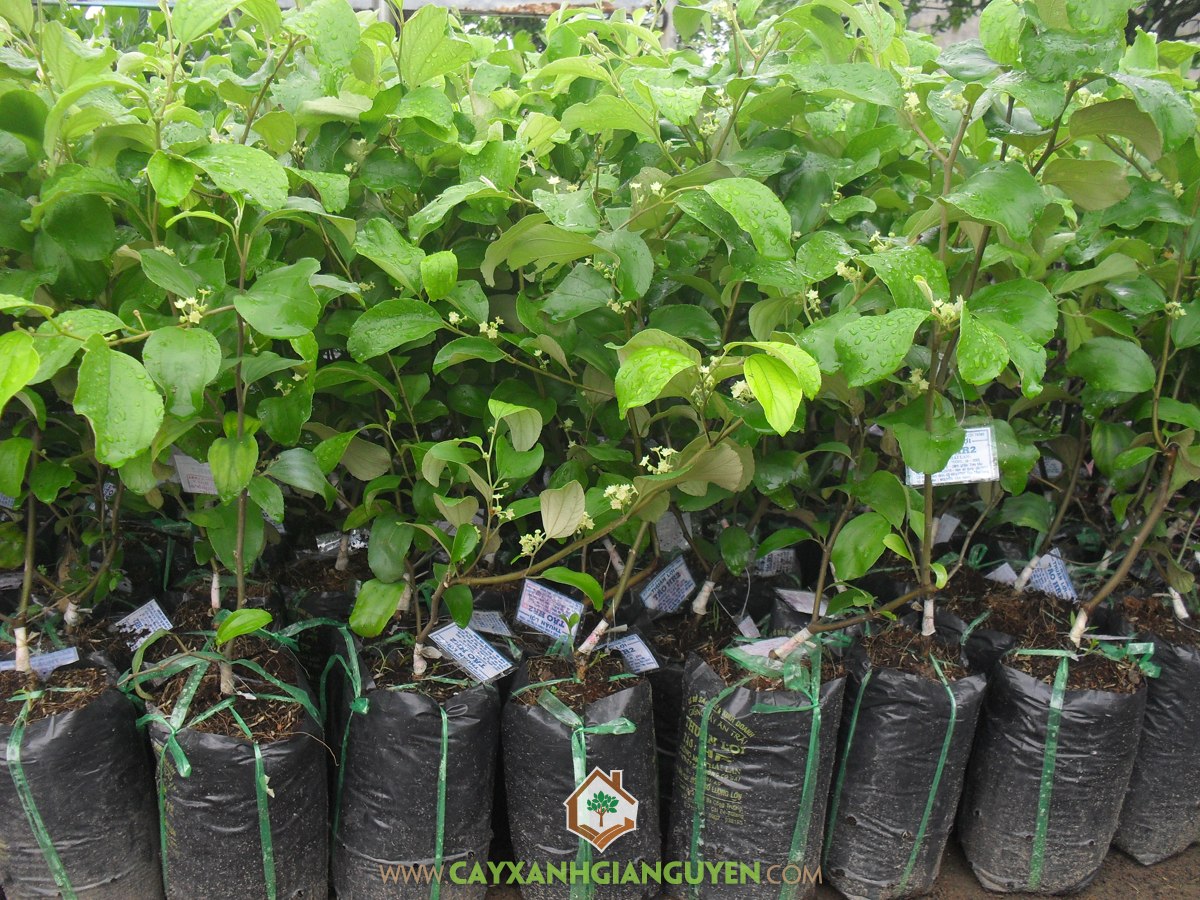 Cây Giống Táo Thái Lan, Giống Táo, Cây Táo Giống, Mua Cây Giống Táo Thái, Trồng Giống Táo Thái Lan