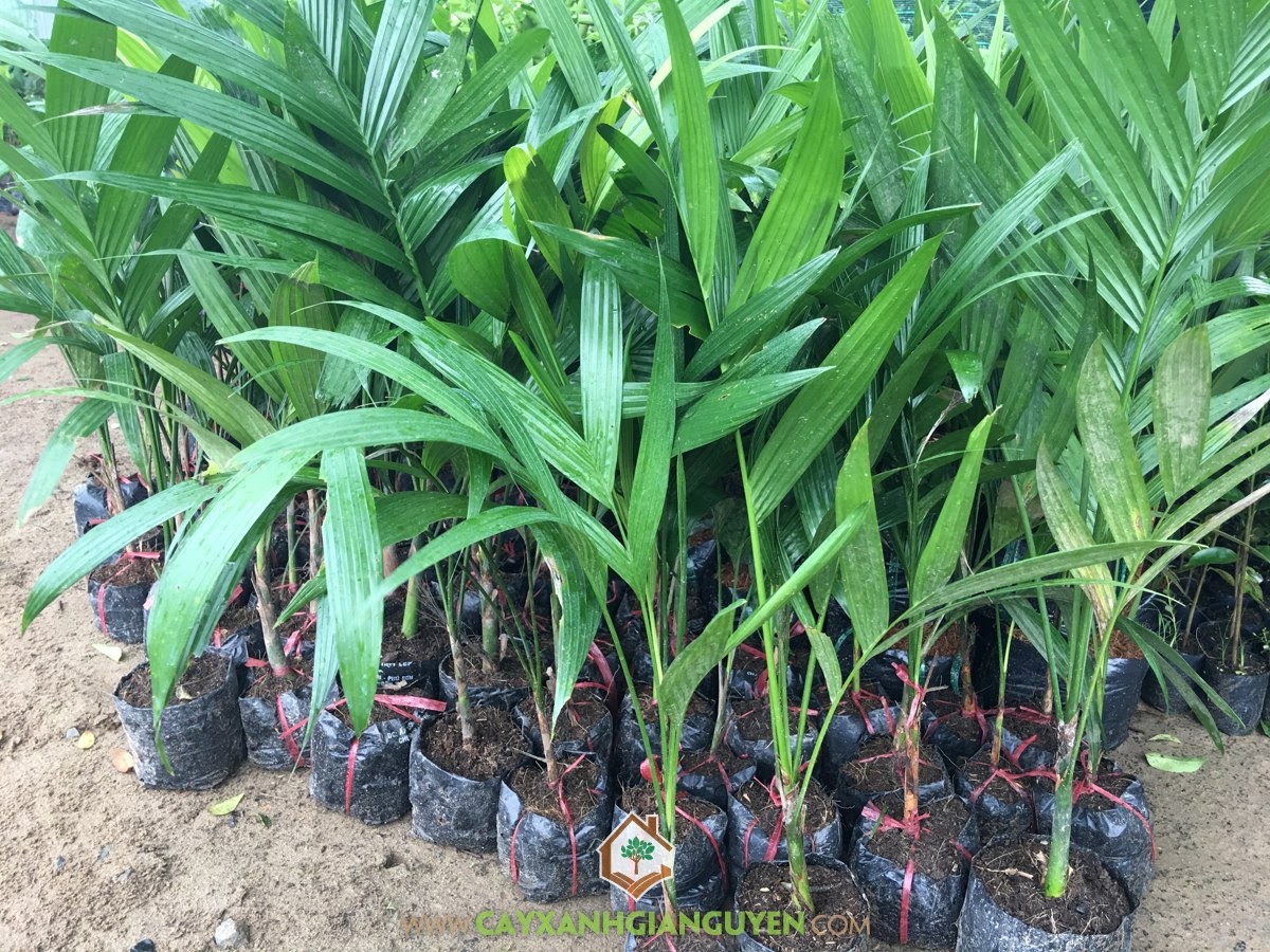 Cau Ăn Trầu, Cây Cau Ăn Trầu, Ruột Cây Cau, Giống Cau Ăn Trầu, Cây Ngoại Cảnh