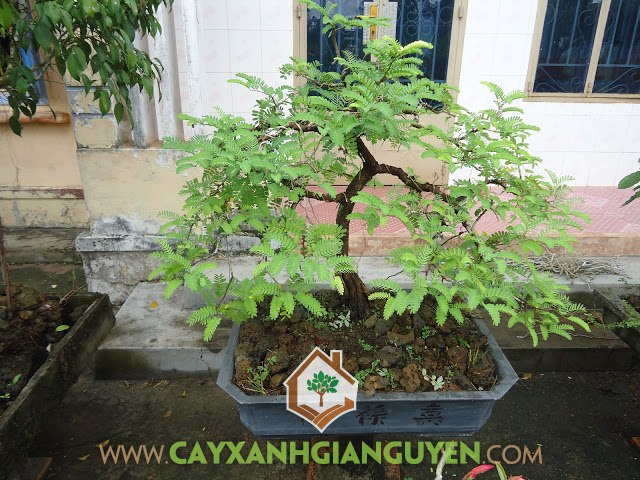Kỹ thuật trồng Cây Me Thái, Trồng Cây Me Thái, Cây Me, Chậu Me Thái, Trái Me Ngọt