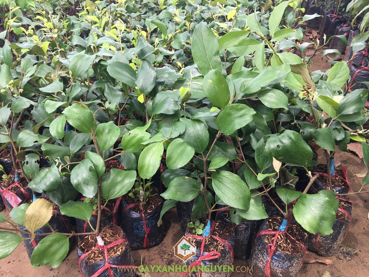 Cây Táo Thái, Cây Táo Thái Giống, Kỹ thuật trồng Cây Táo Thái, Cây Táo, Trồng Cây Táo Thái