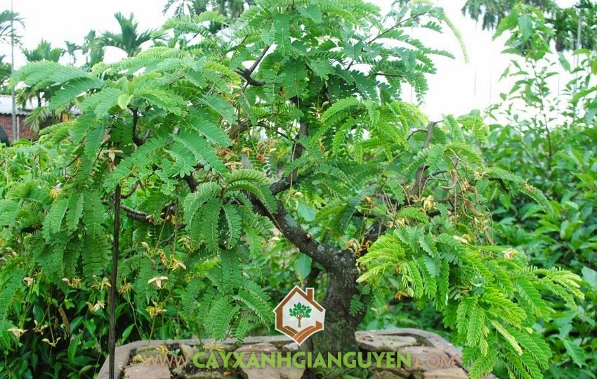 Kỹ thuật trồng Cây Me Thái, Trồng Cây Me Thái, Cây Me, Chậu Me Thái, Trái Me Ngọt