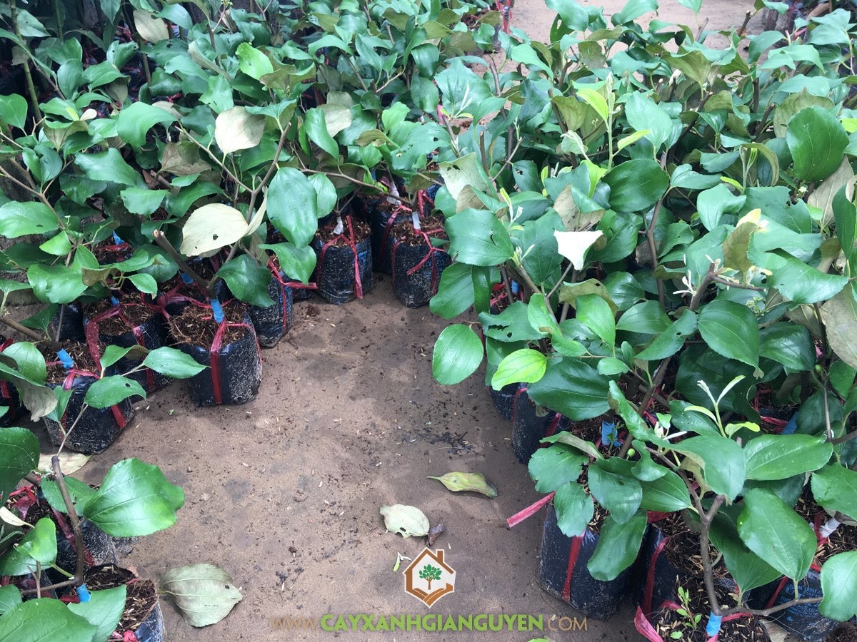 Cây Táo Thái Lan, Giống Cây Táo Thái Lan, Giống Táo, Trồng Cây Táo Thái, Quả Táo Thái Lan