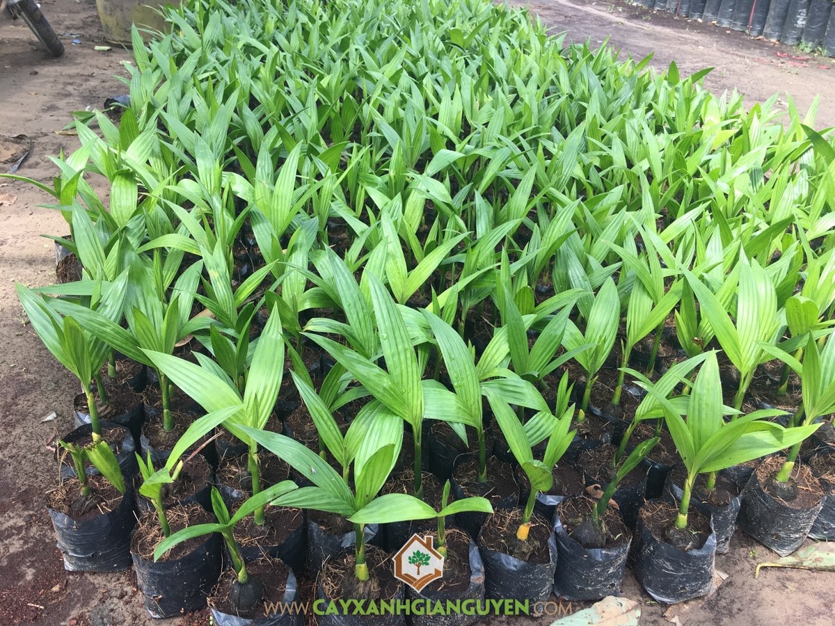 Cây Cau Ăn Trầu, Phòng trừ sâu bệnh, Cau Ăn Trầu, Cau Ăn Quả, Cau Ta
