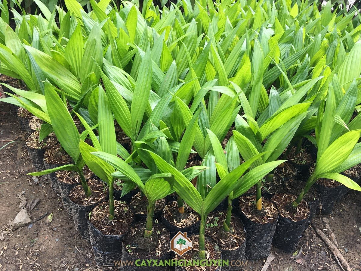 Cây Cau Ăn Trầu, Phòng trừ sâu bệnh, Cau Ăn Trầu, Cau Ăn Quả, Cau Ta