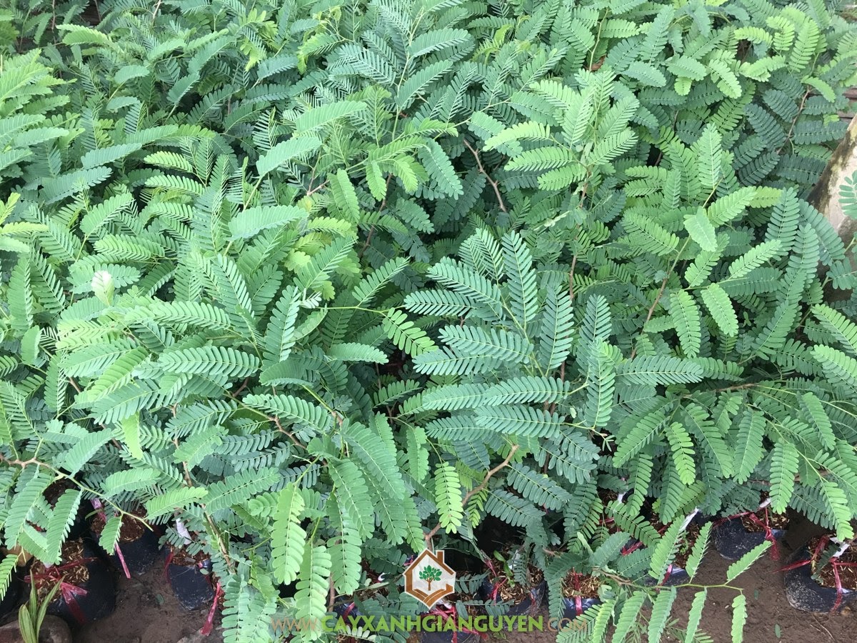 Cây Me Thái, Cây Ăn Quả, Vườn ươm Cây Xanh Gia Nguyễn, Vườn Me Thái, Me Thái