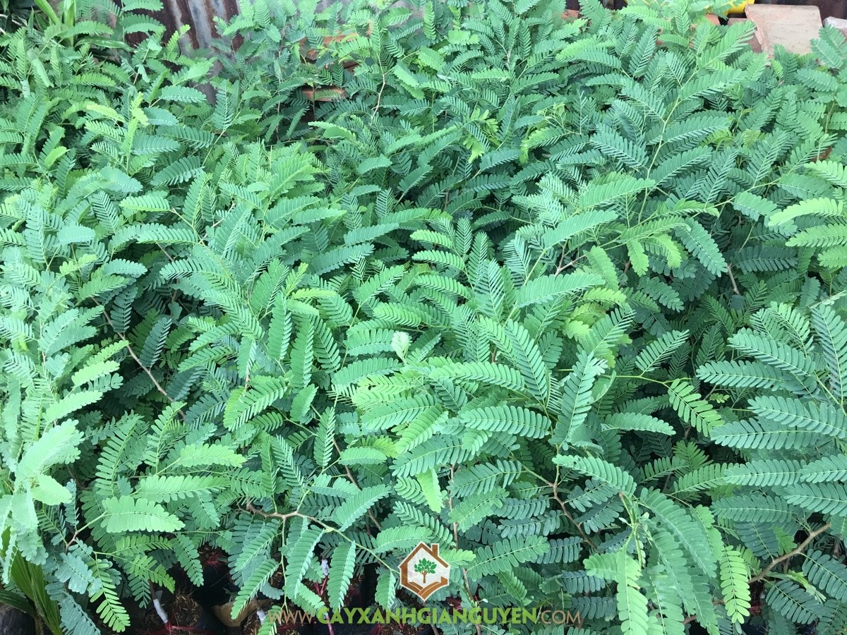 Mô hình trồng Me Thái, Trồng Me Thái, Me Thái, Giống Cây Me Thái, Me Ngọt Thái Lan