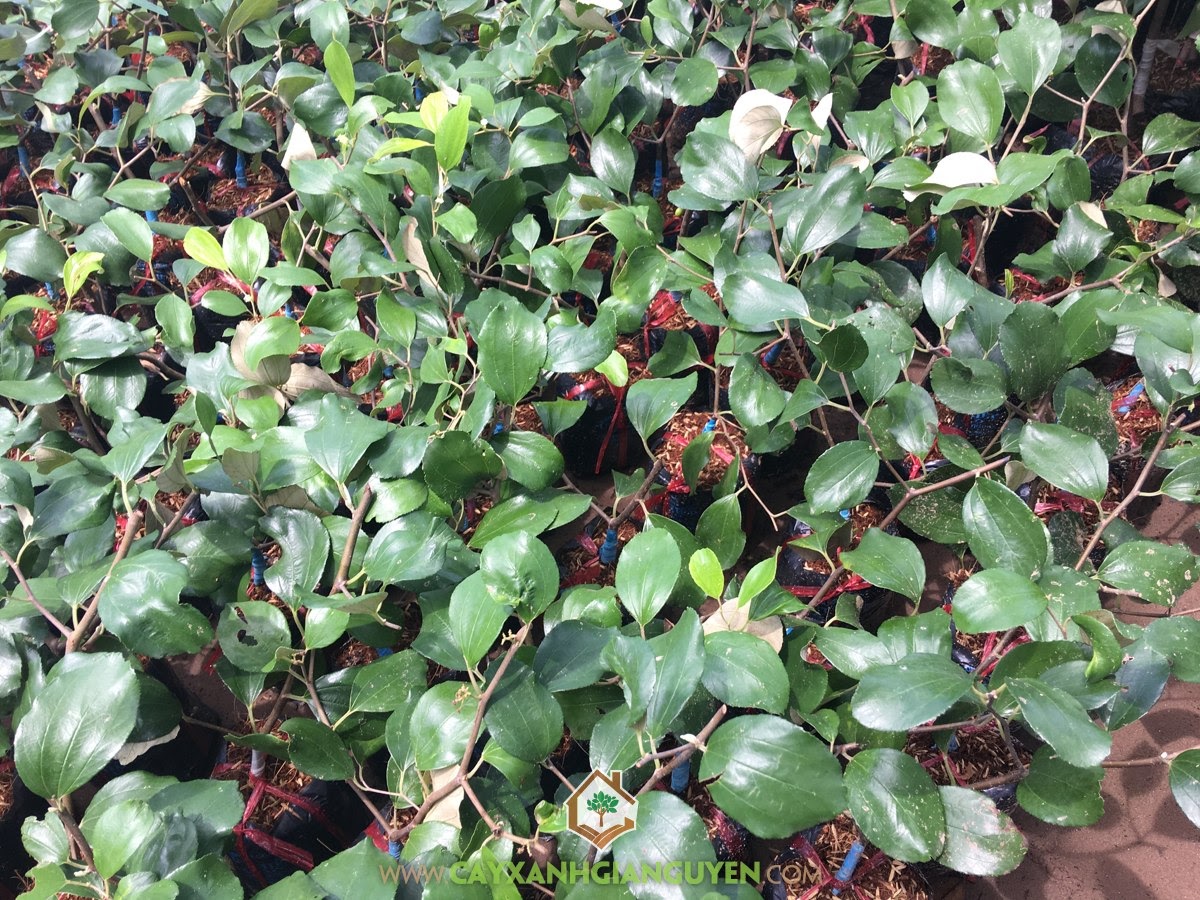 Cây Táo Thái, Cây Táo Thái Giống, Kỹ thuật trồng Cây Táo Thái, Cây Táo, Trồng Cây Táo Thái