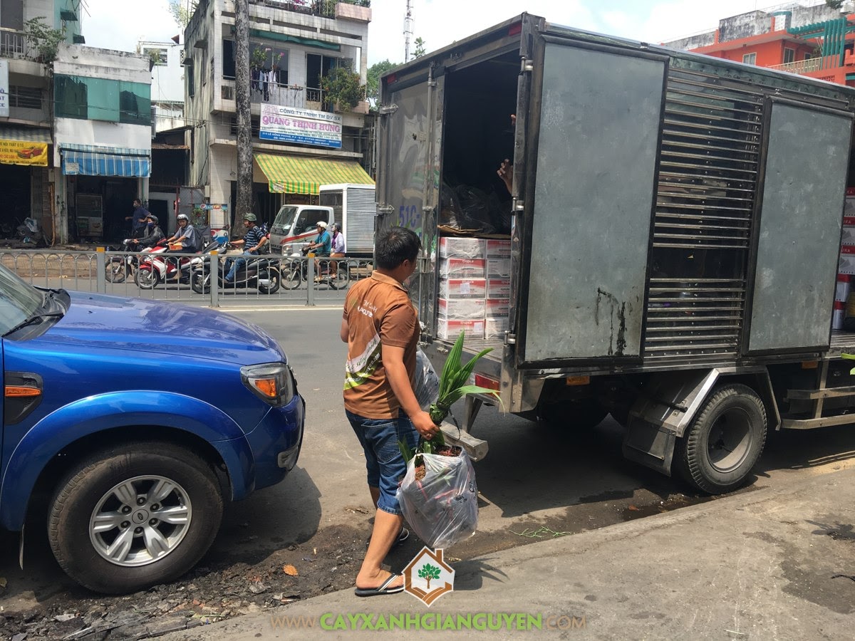 Cây Dừa Xiêm Lùn, Cây Dừa Giống, Vườn ươm Cây Xanh Gia Nguyễn, Gốc Dừa Xiêm Lùn, Trồng Dừa