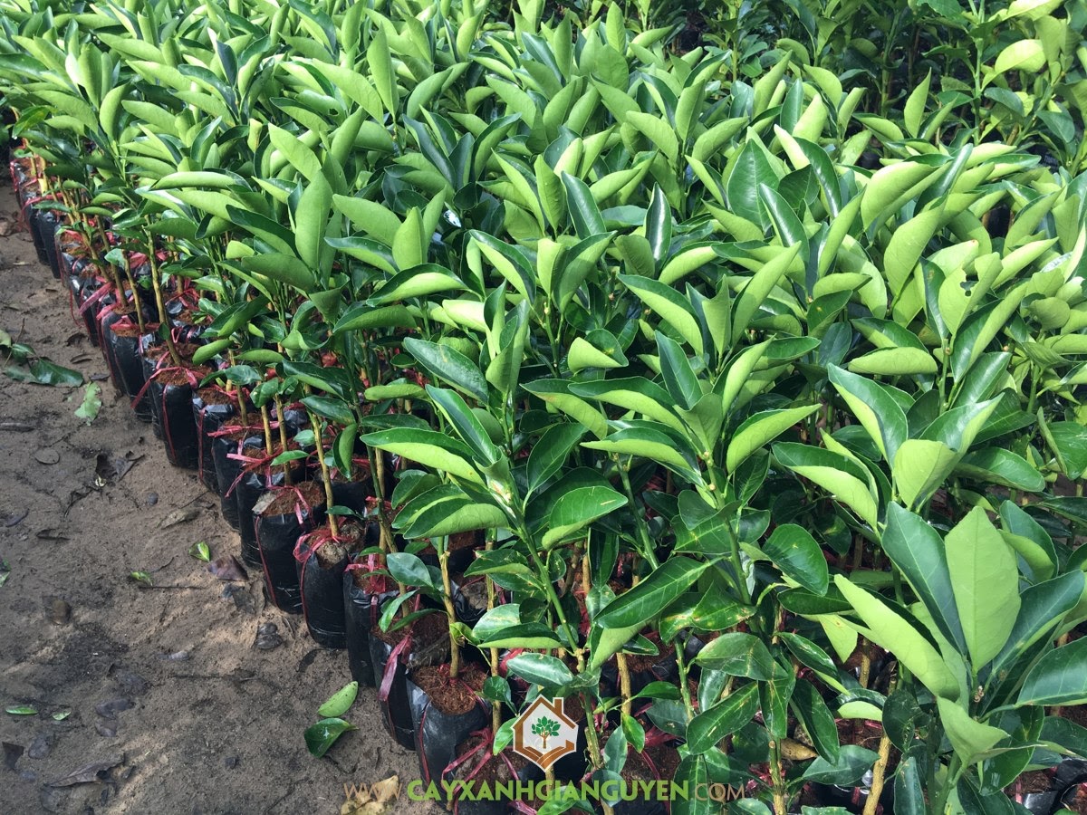 Giống Cam Xoàn, Mua Cây Giống Cam Xoàn, Vườn ươm, Mua Cây Giống Online, Bán Giống Cây
