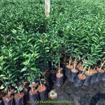 Ở ĐÂU BÁN CÂY GIỐNG CAM XOÀN ĐẢM BẢO