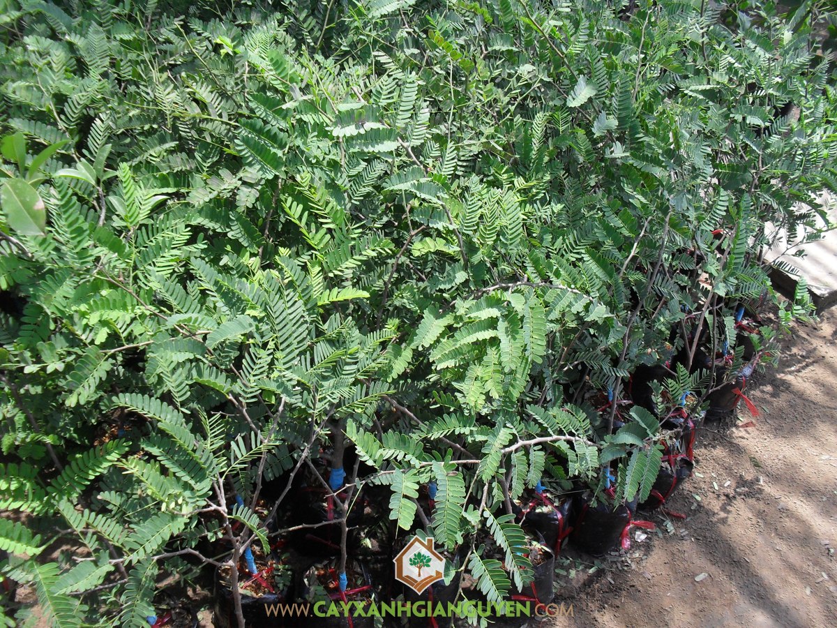 Cây Me Thái, Cây Ăn Quả, Vườn ươm Cây Xanh Gia Nguyễn, Vườn Me Thái, Me Thái