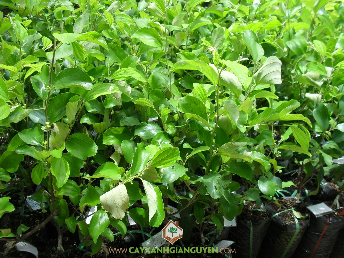 Cây Táo Thái Lan, Giống Cây Táo Thái Lan, Giống Táo, Trồng Cây Táo Thái, Quả Táo Thái Lan