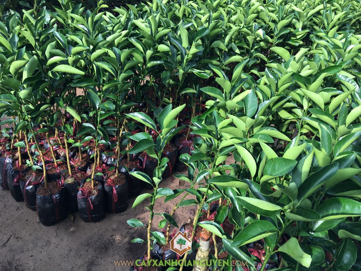Giống Cam Xoàn, Mua Cây Giống Cam Xoàn, Vườn ươm, Mua Cây Giống Online, Bán Giống Cây