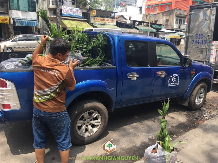 Cây Dừa Xiêm Lùn, Cây Dừa Giống, Vườn ươm Cây Xanh Gia Nguyễn, Gốc Dừa Xiêm Lùn, Trồng Dừa