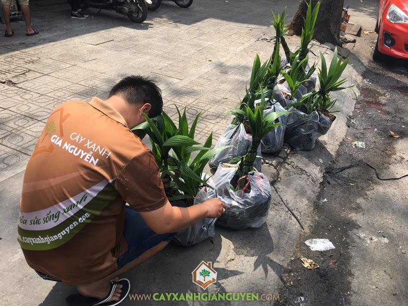 Cây Dừa Xiêm Lùn, Cây Dừa Giống, Vườn ươm Cây Xanh Gia Nguyễn, Gốc Dừa Xiêm Lùn, Trồng Dừa