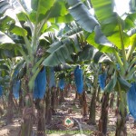 TRỒNG CHUỐI GIÀ LÙN NAM MỸ CÓ TÁC DỤNG GÌ?