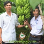 MÔ HÌNH TRỒNG CHUỐI GIÀ NAM MỸ LÀM GIÀU