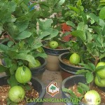 TRỒNG ỔI NỮ HOÀNG TRONG CHẬU ĐƯỢC KHÔNG