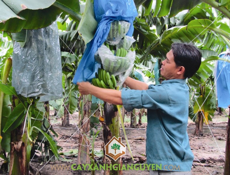 Chuối Già Nam Mỹ, Cây Chuối Già Nam Mỹ, Giống Chuối, Vườn Chuối, Quả Chuối