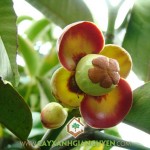 HỌC TẬP MÔ HÌNH LÀM GIÀU TỪ CÂY MĂNG CỤT CỦA BÀ CON MIỀN TÂY