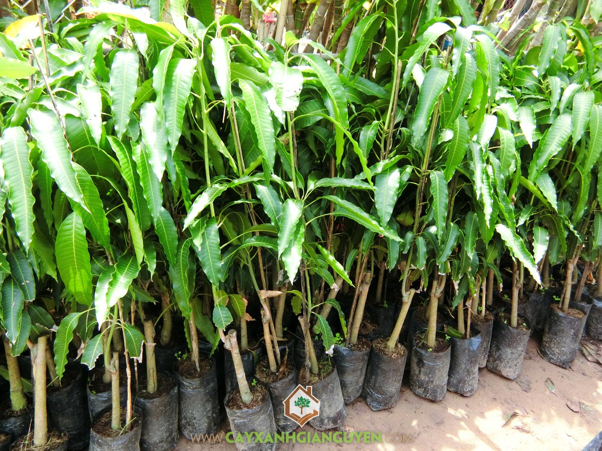 Xoài Tứ Quý, Cách chăm sóc Xoài Tứ Quý, Cây Xoài Tứ Quý, Kỹ thuật chăm sóc Xoài Tứ Quý, Cây Ăn Trái
