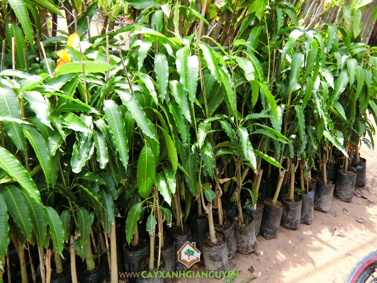 Xoài Tứ Quý, Cách chăm sóc Xoài Tứ Quý, Cây Xoài Tứ Quý, Kỹ thuật chăm sóc Xoài Tứ Quý, Cây Ăn Trái