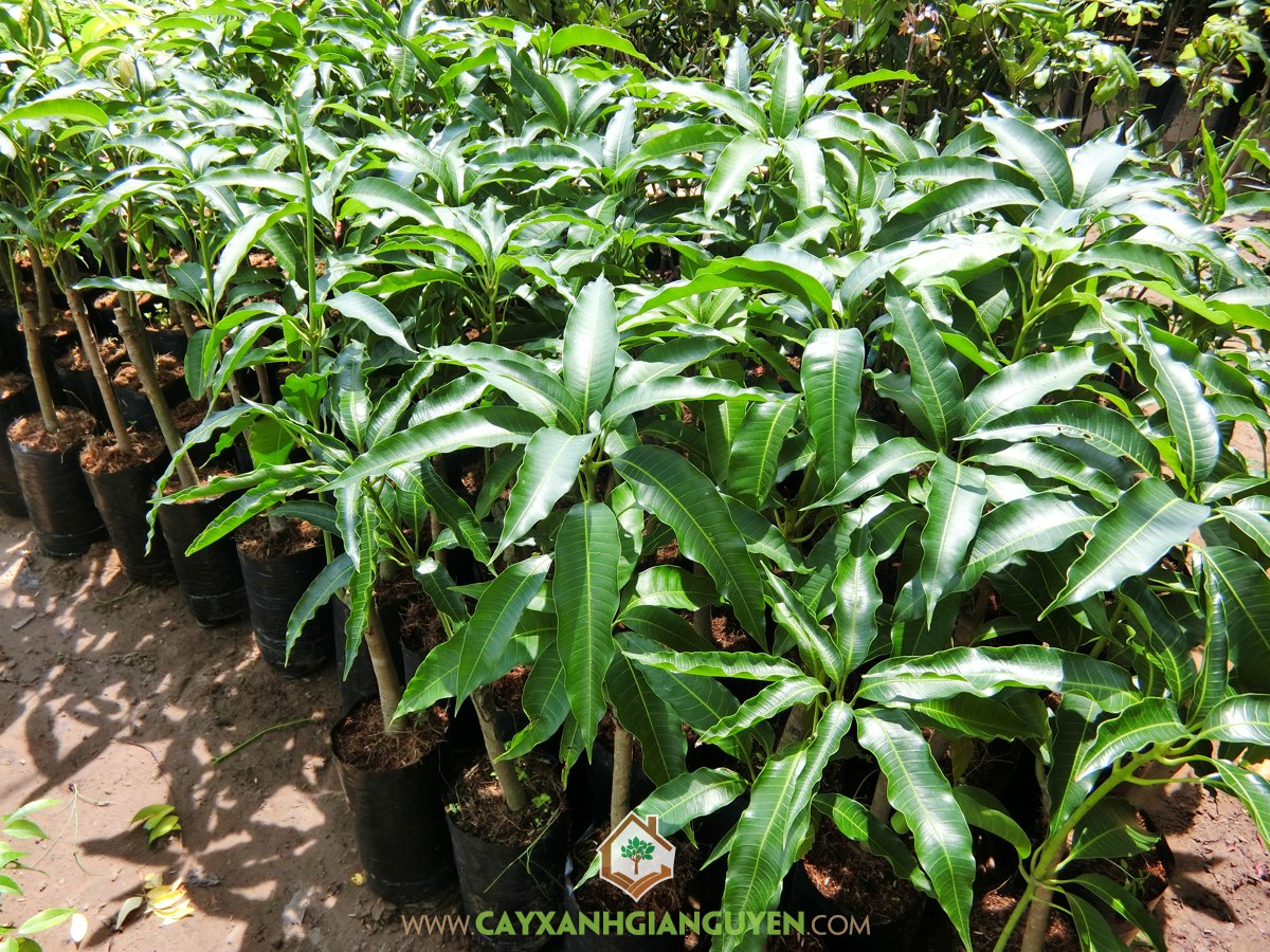 Xoài Tứ Quý, Cách chăm sóc Xoài Tứ Quý, Cây Xoài Tứ Quý, Kỹ thuật chăm sóc Xoài Tứ Quý, Cây Ăn Trái