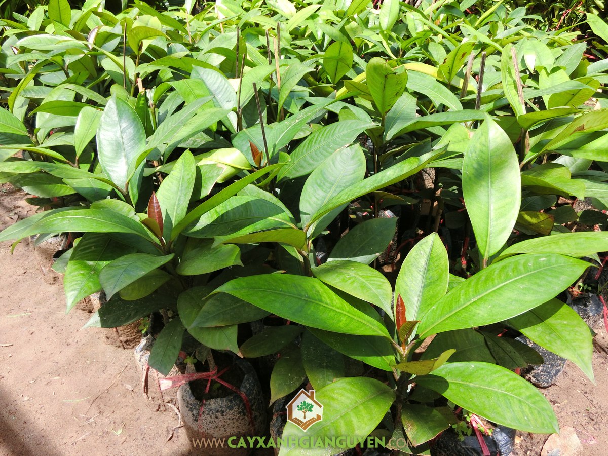 Cây Măng Cụt, Rễ Măng Cụt, Kỹ thuật chăm sóc Cây Măng Cụt, Măng Cụt, Cây Chuối