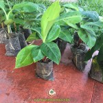 TÌM HIỂU GIỐNG CHUỐI GIÀ NAM MỸ